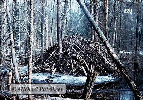 Eurasian Beaver (Castor fiber)